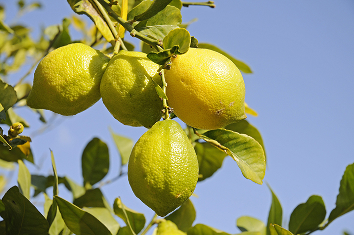 gör rent skärbrädan med citron