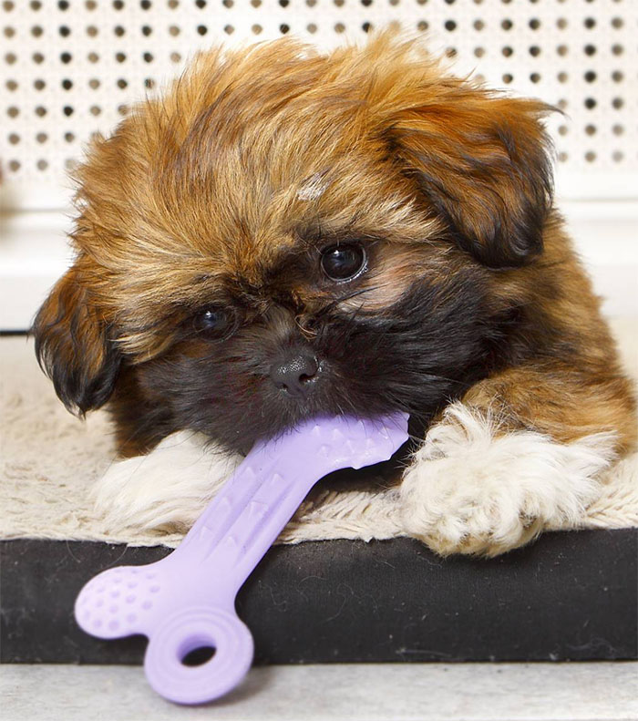 shi-tzu och tibetansk spaniel.