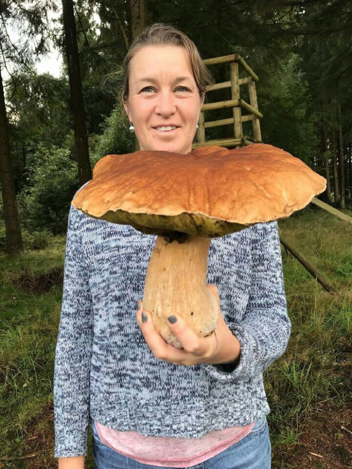 världens största svamp världens största svamp