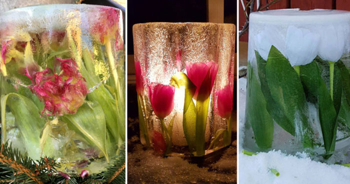 Tulpaner som inte slutar blomma tack vare isen.