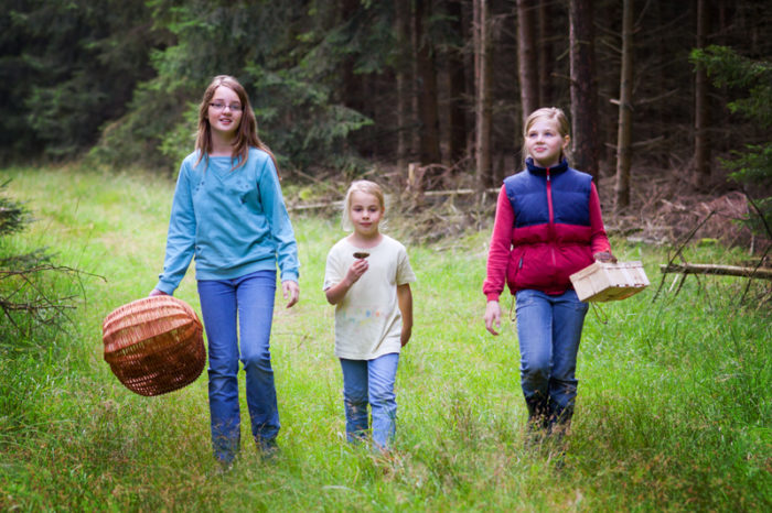 fästingar