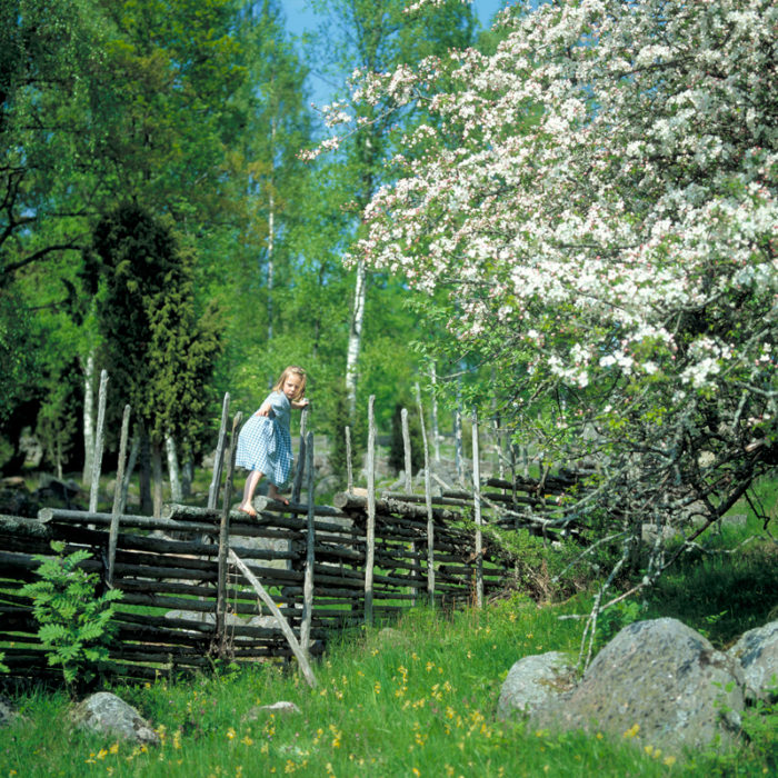 Flicka i klänning klättrar på gärdsgård vid blommande fruktträd.